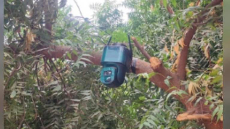 Retiran cámara con panel solar instalada en árbol del poblado El Bledal, en Navolato