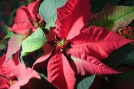 Choose your holiday poinsettia carefully
