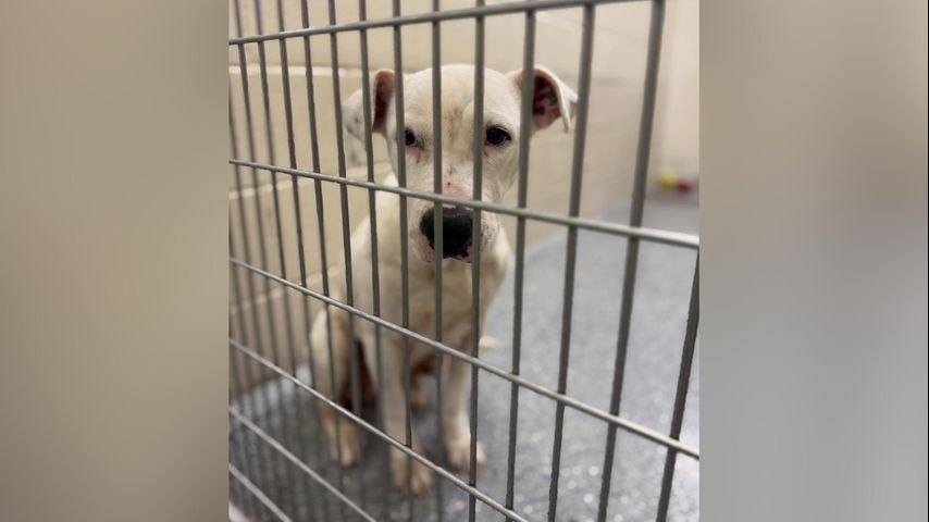 Baton Rouge animal shelter asks for emergency foster parents due to overcrowding