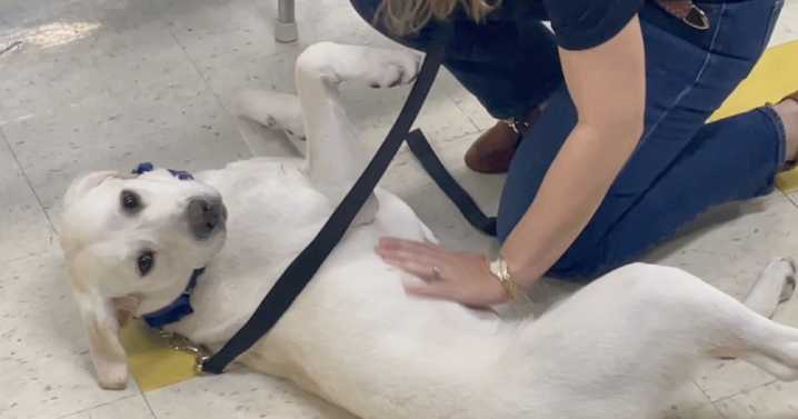 PAWsitive Vibes: Bryan ISD introduces second of three new comfort dogs to elementary schools in the district