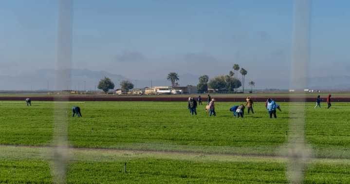 Yuma farmers weigh in on pesticide use