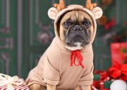 ¿Los perros necesitan usar suéter?