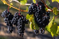 Old Mission winery sues, saying township ‘refuses to accept’ $50M court loss