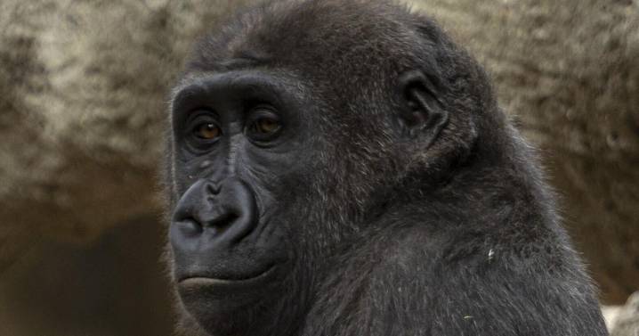 Gorillas arrive at San Antonio Zoo for first time in 35 years
