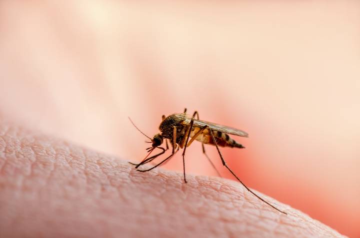 CDC warns travelers of uncurable mosquito