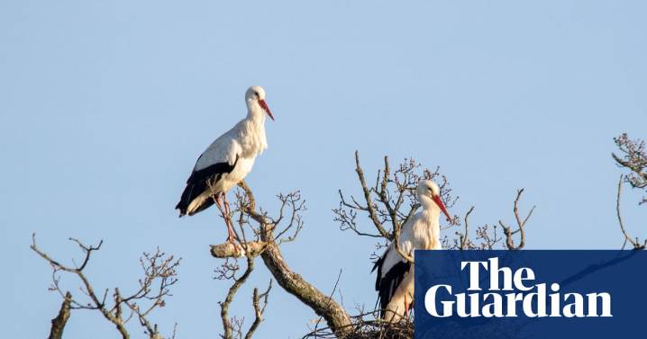 White storks to make historic return to London in 2026