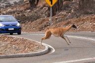Cruzar o morir en el intento: fauna atropellada