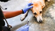 City-wide anti-rabies drive vaccinates stray dogs in Mysuru