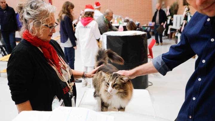 De 700 a 3.000 euros: así son los gatos más exclusivos que compiten en León