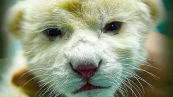 Fallece un cachorro de león blanco en el Zoológico de Maracay