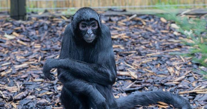 West Lothian zoo pays tribute to beloved spider monkey after death at 46