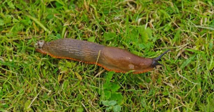 UK households could be fines for ‘illegally storing’ item in garden shed