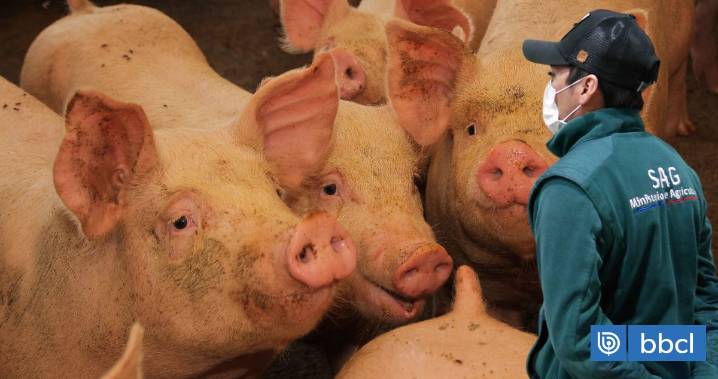 Chile suspende importación de productos desde España por brote de Peste Porcina Africana