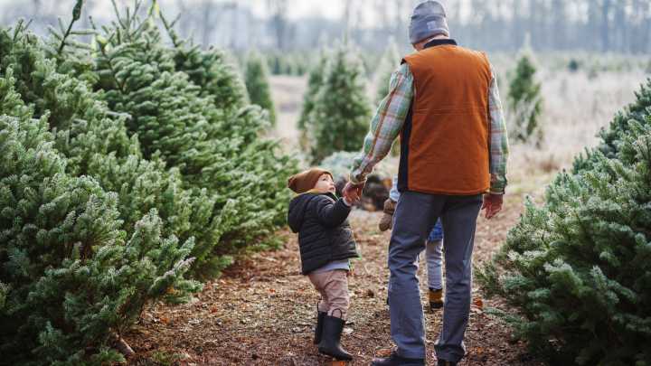 How To Keep Your Real Christmas Tree Safe & Intact On The Drive Home