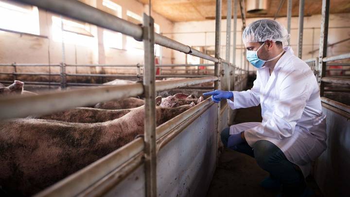 El Gobierno abre los ERTE por fuerza mayor a las empresas afectadas por la peste porcina