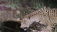 A new jaguar spotted in Arizona points to progress in the endangered species' recovery