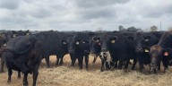As drought conditions continue, Gadsden County leader encouraging cattle producers to apply for assistance