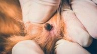 Consejos de veterinarios: cómo proceder si tu mascota tiene garrapatas