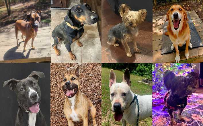 Midlands Pup Shots! December 4