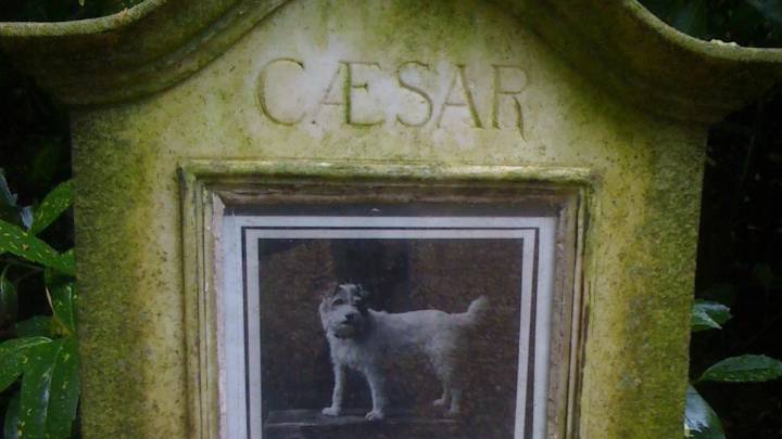 Superar la pérdida de una mascota: Comprendiendo un duelo profundo y significativo