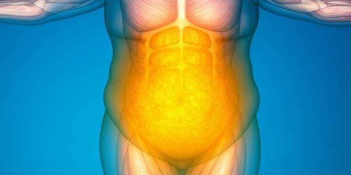 Investigadores hallan cómo el sistema inmunológico frena la pérdida de grasa