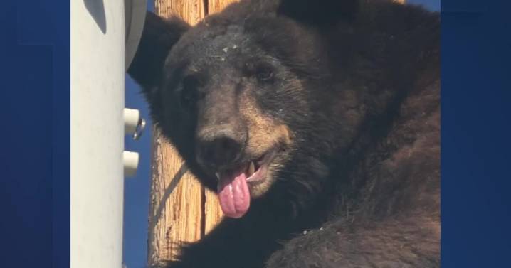 VIDEO: Lineman works to rescue bear who climbed a utility pole in Cochise County