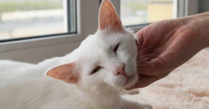 Por qué los gatos domésticos le maúllan más a los hombres que a las mujeres, según un reciente estudio