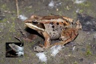 La rana que se congela y revive: el secreto que intriga a la ciencia