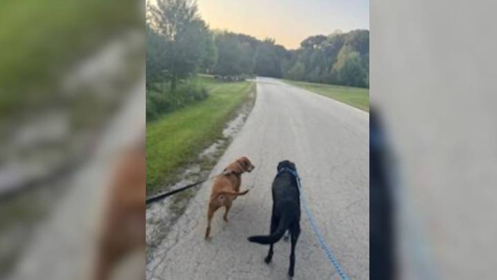 Illinois Dog’s Sharp Instincts Stop Her Mom In Her Tracks And Reveal A Tiny Life In Urgent Need Of Help