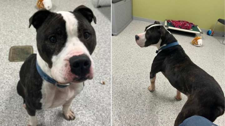 Indiana Shelter Dog Faces Sudden Heartbreak When His Adoption Ends Quickly