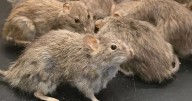 Drivers told rats could creep into cars in December