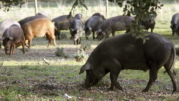 Extremadura continúa con precios históricos en la Lonja pese a la peste porcina