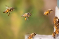 Enjambre de abejas ataca a vecinos de Tlaxcoapan, ¿cuántos lesionados hubo?