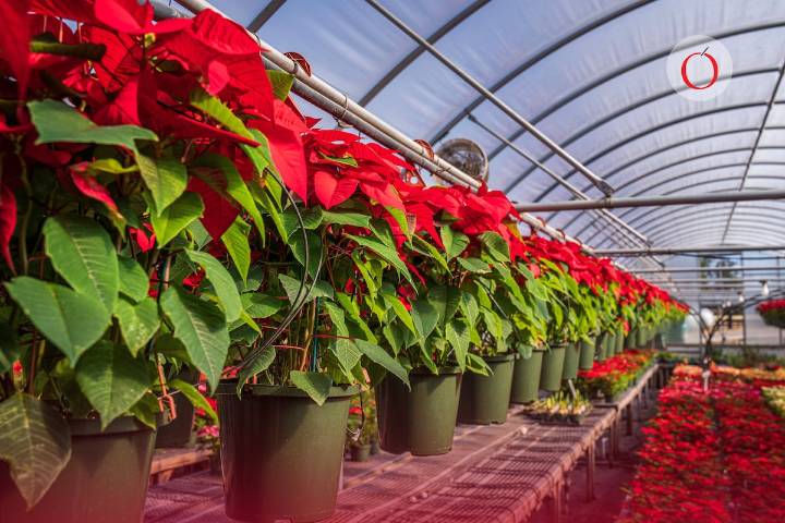 Ruta de la Nochebuena 2025: fecha, horario y punto de encuentro