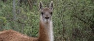 Luego de 110 años de ausencia, el guanaco regresa al Impenetrable