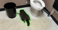 Virginia raccoon booze burglar goes viral, makes national headlines