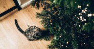 UK households urged to avoid Christmas decoration that can make pets collapse