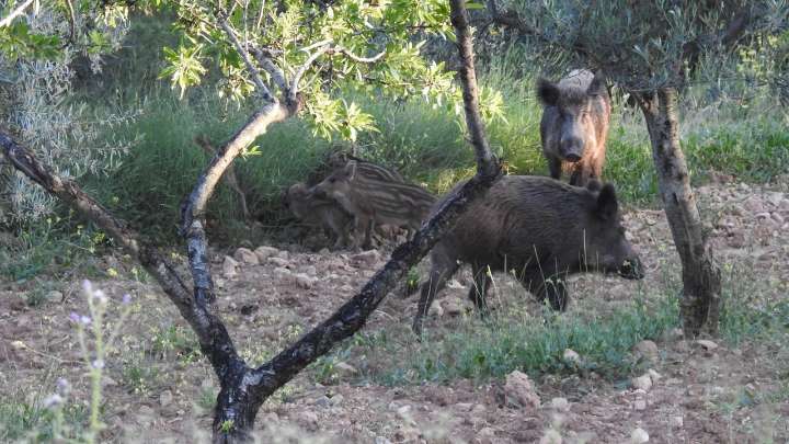Castilla y León intensifica las medidas de prevención, seguimiento y actuación frente a la Peste Porcina Africana