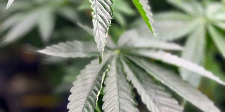 Ohio Co. medical marijuana dispensary opening Saturday, first in state