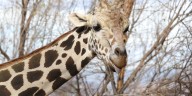 Cheyenne Mountain Zoo says goodbye to ‘gentle giant’ giraffe, Khalid