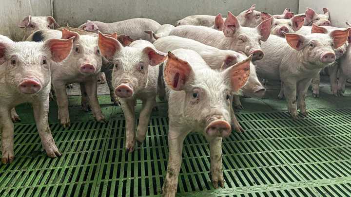 O sector porcino galego sofre xa cancelacións de pedidos do Xapón e alerta dunha caída de prezos