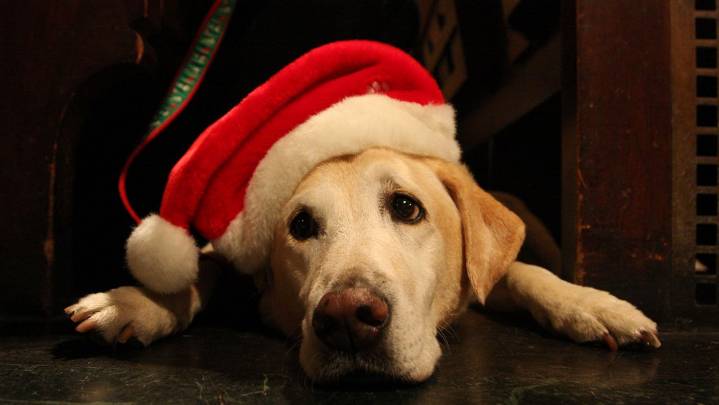 Keeping your pets safe over the holidays