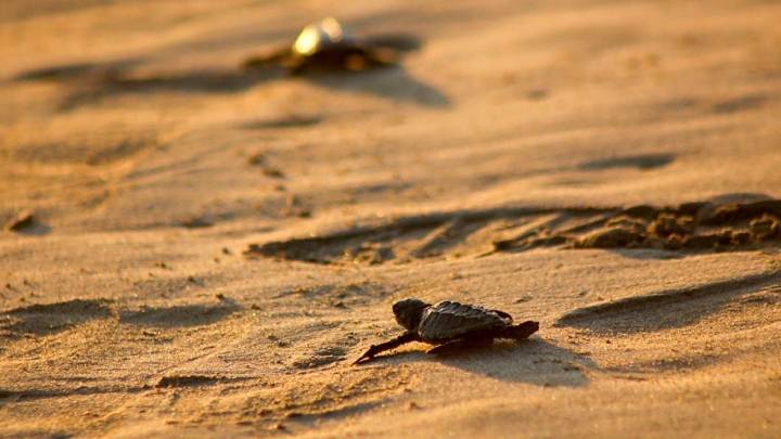 Más de 20 millones de tortugas marinas han nacido en el corredor turístico más visitado de México