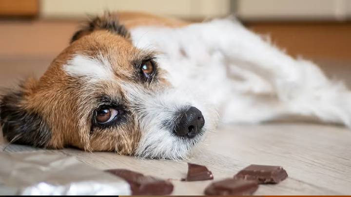 Implicados en el envenenamiento de cuatro perros en Torreón ya fueron ubicados