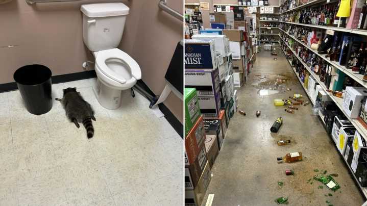 'Trashed' panda? Raccoon returned to wild after ransacking Virginia liquor store