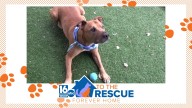 16 To The Rescue: Scooby
