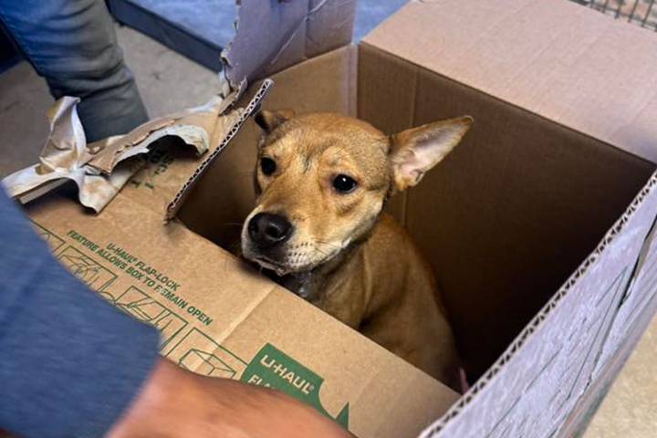 Dog Abandoned in Sealed Box Covered in Heartbreaking Note