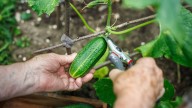 The Popular Herb You Should Avoid Planting Near Your Cucumbers