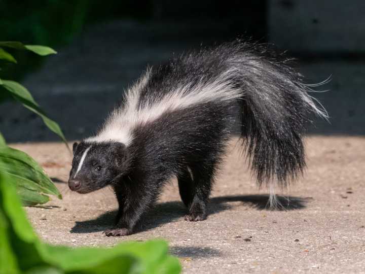 Man dies after contracting rabies from infected kidney donor