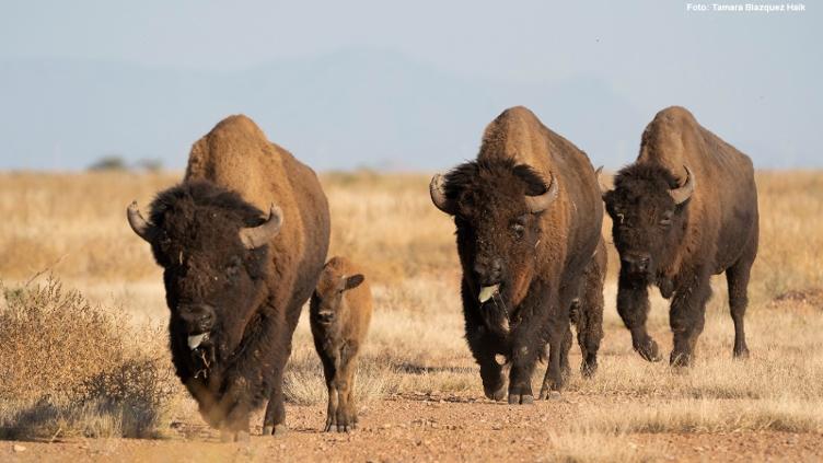 “Exporta” Chihuahua ¡44 bisontes! a Coahuila 📸